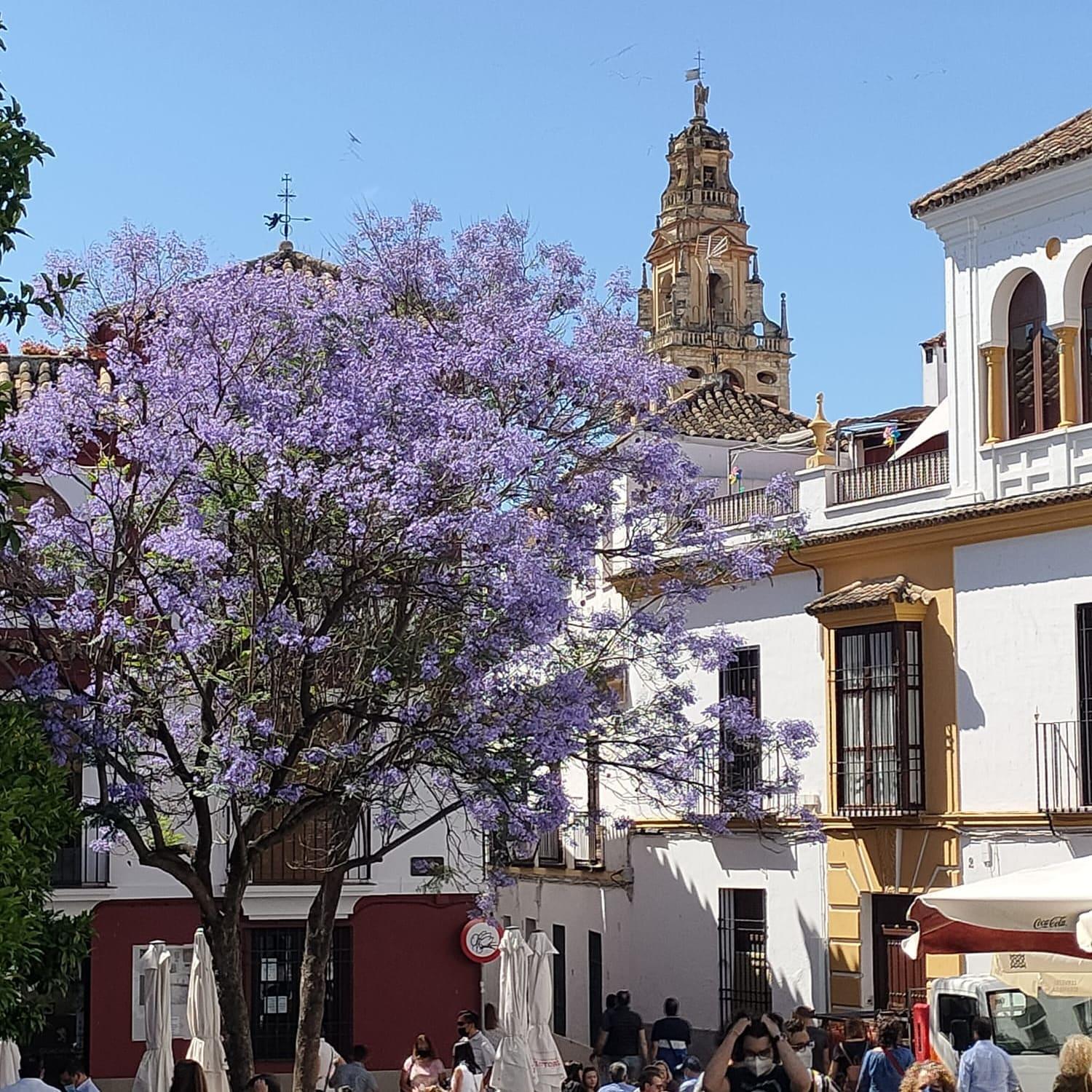 A 20 Metros De La Mezquita Catedral ,Apartamentos Turistico Cespedes 5 科爾多瓦 客房 照片